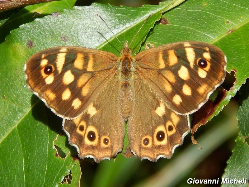 Parco del ticino : incontri del 23/8/14